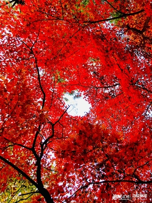 九水紅葉正當(dāng)時(shí),&ldquo;山東老鄉(xiāng)&rdquo;50元可暢游